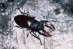 Pincers: STAG BEETLE - MALE