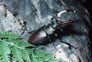 Bark: Stag Beetle - male, on bark