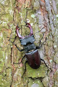 Burgenland: Stag beetle male (Lucanus cervus), sitting on the