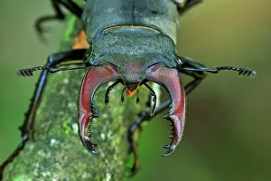 Pincers: Stag Beetle male portrait