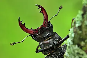 Pincers: Stag Beetle male portrait