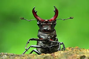 Pincers: Stag Beetle male portrait
