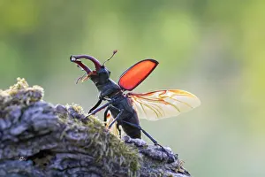 Invertebrata: Stag Beetle - male with spread wings shortly bef