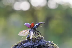 Invertebrata: Stag Beetle - male with spread wings shortly bef