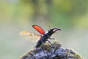 Invertebrata: Stag Beetle - male with spread wings shortly bef
