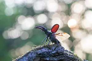 Invertebrata: Stag Beetle - male with spread wings shortly bef
