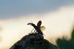 Invertebrata: Stag Beetle - male with spread wings shortly bef