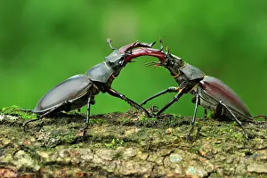 Pincers: Stag Beetle males fighting