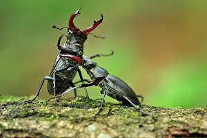 Pincers: Stag Beetle males fighting