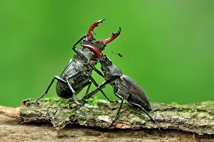Pincers: Stag Beetle males fighting