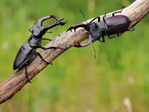 Meeting: Stag Beetle - two males meeting on a branch