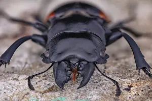 Indonesian: Stag Beetle, Odontolabis wollastoni, Indonesia, Asia