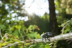 Lucanus: Stag Beetle perched on a branch