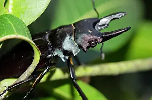 Jaws: Stag Beetle - showing jaws on plant - Klungkung