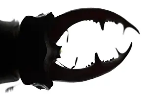 Creepy: Stag Beetle silhouetted detail of the head Galicia Spai