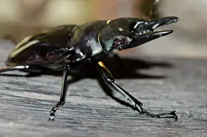 090720: Stag Beetle - on wood - Klungkung, Bali, Indonesia