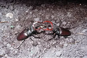 Beetles: Stag Beetles fighting