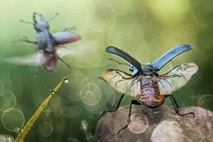 Starting: Two stag beetles starting to fly