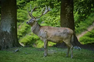 Stags: A stag poses in a lively forest with a gentle atmosphere