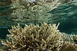 Staghorn: Staghorn Coral