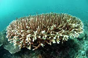 Staghorn: Staghorn Coral