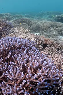 Sipadan: Staghorn Coral