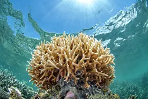 Staghorn: Staghorn coral (Acropora muricata), N?Gouja beach