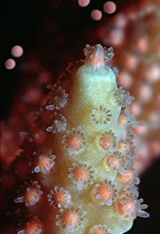 Staghorn: Staghorn CORAL - spawning. Egg and sperm bundles