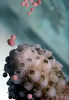 Staghorn: Staghorn CORAL - spawning. Egg and sperm bundles