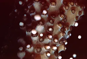 Staghorn: Staghorn CORAL - spawning. Egg and sperm bundles