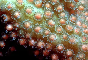 Valerie & Ron Taylor: Staghorn CORAL - spawning. Egg and sperm bundles