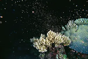 Staghorn: Staghorn Coral - spawning - this phenomenon happens
