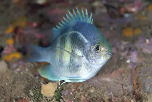 Damsel: Staghorn Damsel - with night colours during night dive