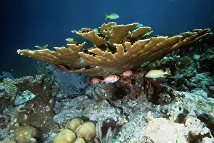 Elkhorn: Staghorn / Elkhorn Coral