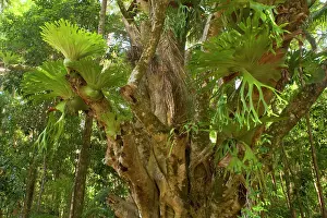 Figs: Staghorn / Elkhorn Fern - growing on an ancient