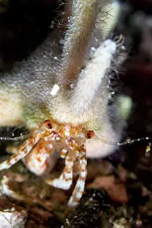 Lea Lee: Staghorn Hermit Crab