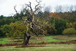 Staghorn: Staghorn Oak