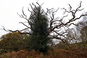Staghorn: Staghorn Oak - covered in Ivy