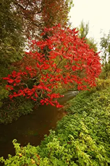 Introduced: Staghorn sumac (Rhus typhina) with red foliage on