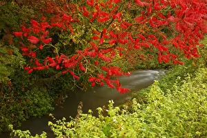 Introduced: Staghorn sumac (Rhus typhina) with red foliage on