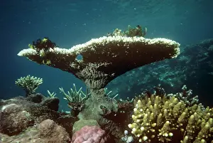 Staghorn: Staghorn / Table Coral
