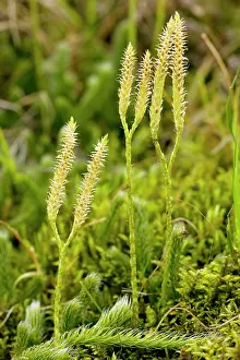 Fertile: Stag's-horn Clubmoss with fertile cones bearing sporangia