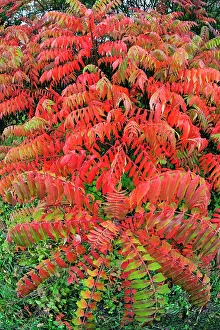 Staghorn: Stag's Horn / Staghorn Sumach - in autumn colour