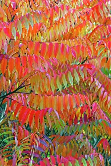 Staghorn: Stag's Horn / Staghorn Sumach - in autumn colour