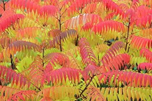 Typhina: Stag's-horn SUMAC - leaves showing autumn colour