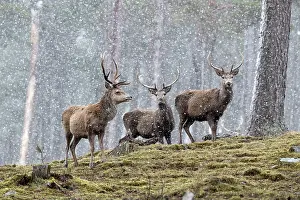 300817: Stags in the Snow - Scotland - UK