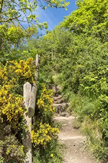 Stair: Stairs bordered by gorse, spring, Manche, Normandy