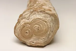 Speleothems: Stalactite
