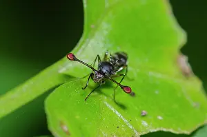 Eyed: Stalk-eyed Fly