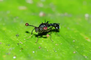 121020: Stalk-eyed Fly on leaf - Klungkung, Bali, Indonesia